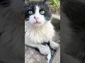 А ты мне поставишь лайк ❤️🫶#котик #лайк #милый #cat