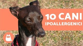10 cani ipoallergenici – ALLERGIA al CANE: razze adatte