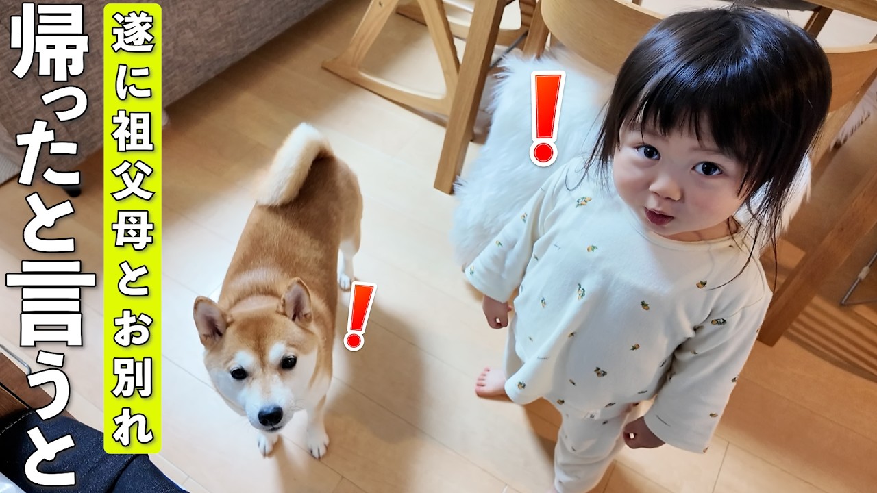 子守しながら話を聞いてくれるパパ犬 The result of telling the Shiba Inu and the 2-year-old that