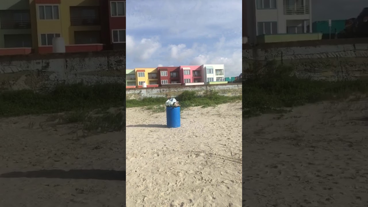 Galveston Beach Cleanup YouTube
