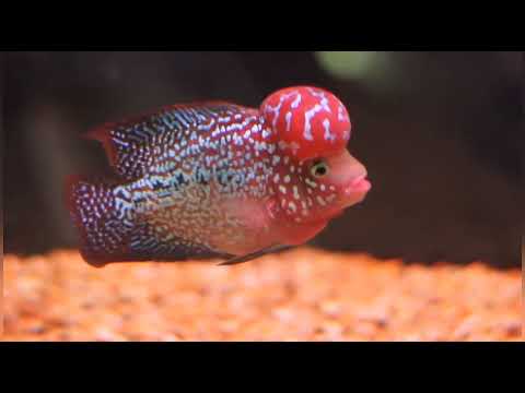 How To Groom Flowerhorn For Fast Growth. Flowerhorn Grooming Techniques and Tips. Kamfa Grooming