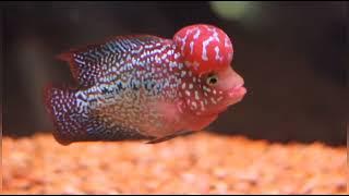 How To Groom Flowerhorn For Fast Growth. Flowerhorn Grooming Techniques and Tips. Kamfa Grooming