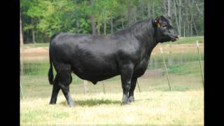 Davis Farms Optimum Yield Sale Preview