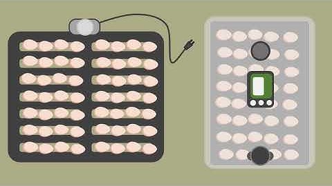 Intro to Hatching Part 3/4: Hatching Period