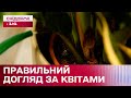 День «полий квіти». Як правильно поливати кімнатні рослини?