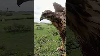 Common buzzard chicks practise wing flaps for first flights