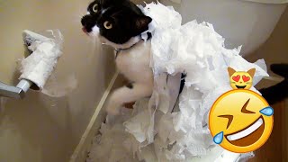 🤣🤣Try not to laugh at dogs and cats 😻 Funniest Animal Videos of 2024🐱🐶 by Crazy Cat Official  181 views 3 days ago 31 minutes