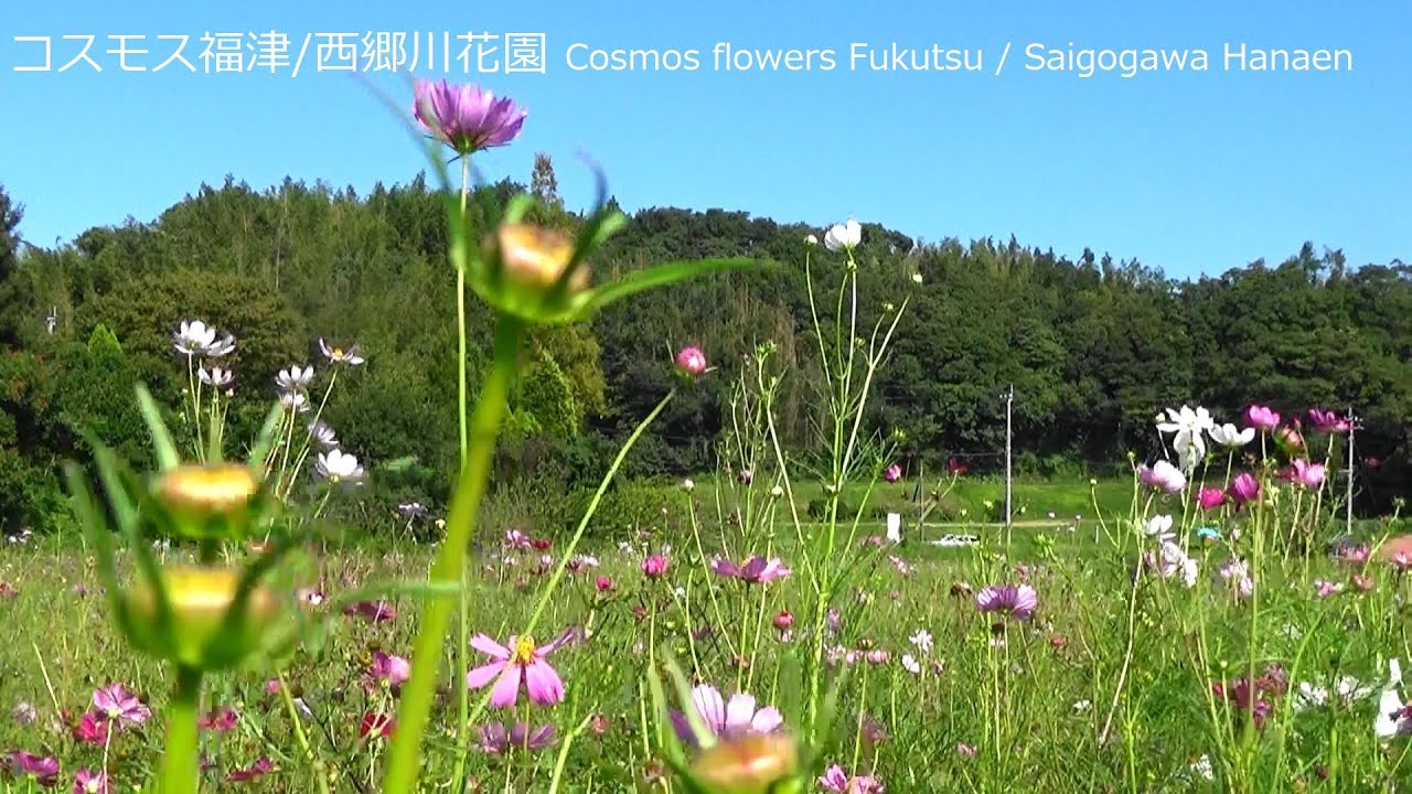 コスモス 福津 西郷川花園 福岡県日本21 Cosmos Flowers Fukutsu Saigogawa Hanaen 21 Japan Fukuoka Prefecture Youtube