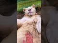 Big Cat Belly Pats! ADORABLE! Lions, Jaguar