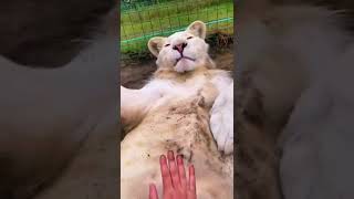 Big Cat Belly Pats! ADORABLE! Lions, Jaguar