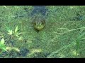 フロッグにウシガエルがついてきた！！