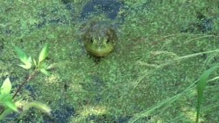 フロッグにウシガエルがついてきた！！