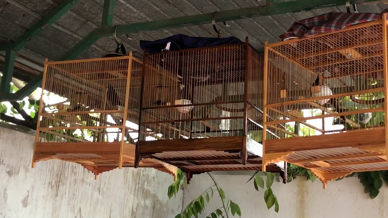 (Lồng trái) Clip Gởi A Hợp Ở Phú Thọ- Tây Trà Ché Rát Mặt - Huy vlogs 0963334012