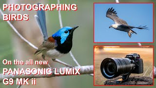 PHOTOGRAPHING BIRDS on the PANASONIC LUMIX G9 MARKii. How good is the new Animal/Eye detection AF?