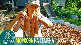 🌿 Посадка моркови на семена по технологии Гордеевых