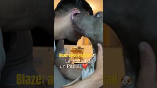 Blaze demuestra la verdadera lealtad de un Pitbull ❤️ #PitbullLove #DogLoyalty #rescuedog