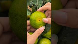 Fresh Off the Tree: The Ultimate Peel! #jeruk #orange #peeling #youtubeshorts #shorts