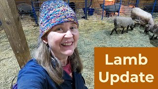 Lamb update - new arrival and a setback - 117
