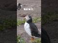 Wait for it... | #Puffin #WWF