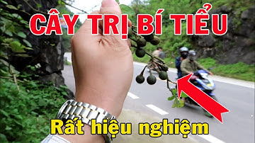 Cây Chữa Bí Tiểu, Tiểu Són Rất Hay | THAODUOC.NET