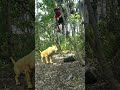 Catching tiger viral.tigerviralchandanpradhan77youtubeshareshortsfeedshorts