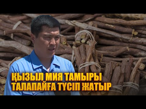 Бейне: Мия тамыры неден жасалады?