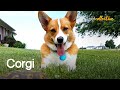 The cutest collection of corgis