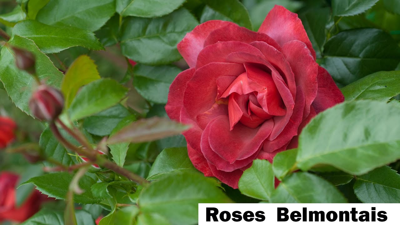 Hot Cocoa et Ketchup Mustard, deux rosiers de la pépinières Belmontais