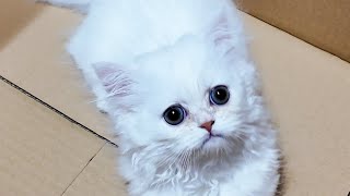 Why We Decided to Adopt a Kitten by サウナ猫しきじ 22,145 views 3 months ago 8 minutes, 30 seconds