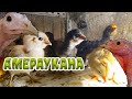 🐣Посадил цыплят Амераукана к индюкам🦃 Хайбрид Конвертер🦃