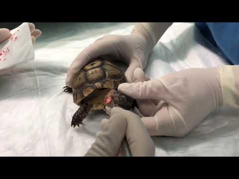 Video: Oorinfecties Bij Schildpadden - Oorontsteking Bij Schildpad - Auditieve Abcessen Bij Reptielen