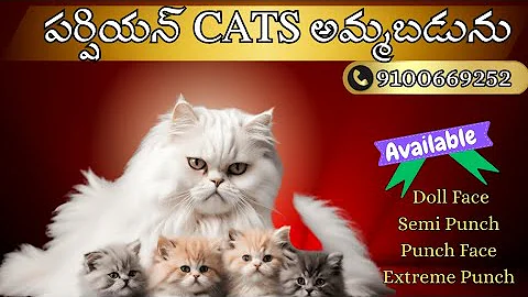 Video 11221251: persian cat kitten doll, face persian cat kitten