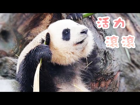 《熊貓主題趴》活力滾滾閃亮登場 | iPanda熊貓頻道