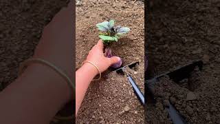 DCS 99887000220 mini rotary tillage and ridging all-in one tree 🌲