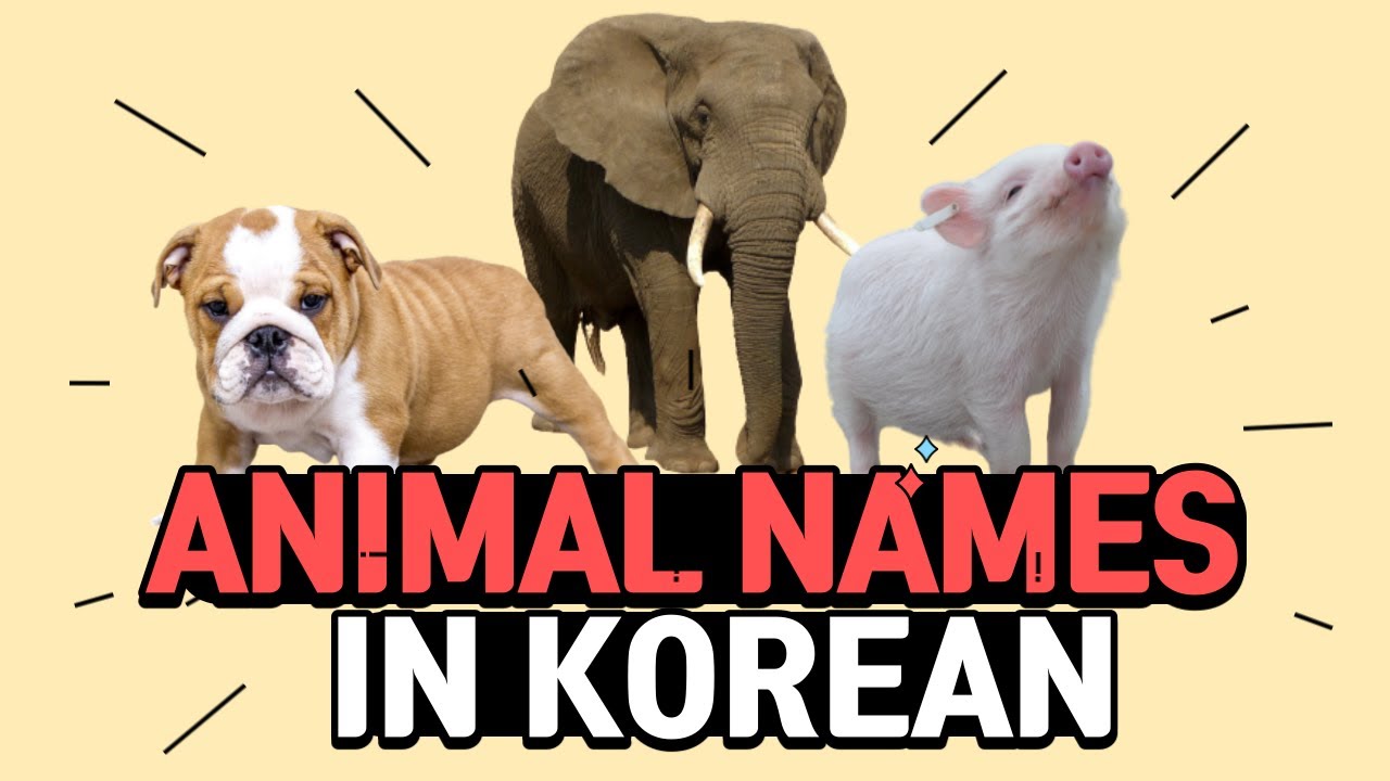 (LEARNING KOREAN) ANIMAL names in Korean, 동물(dongmul), Korean