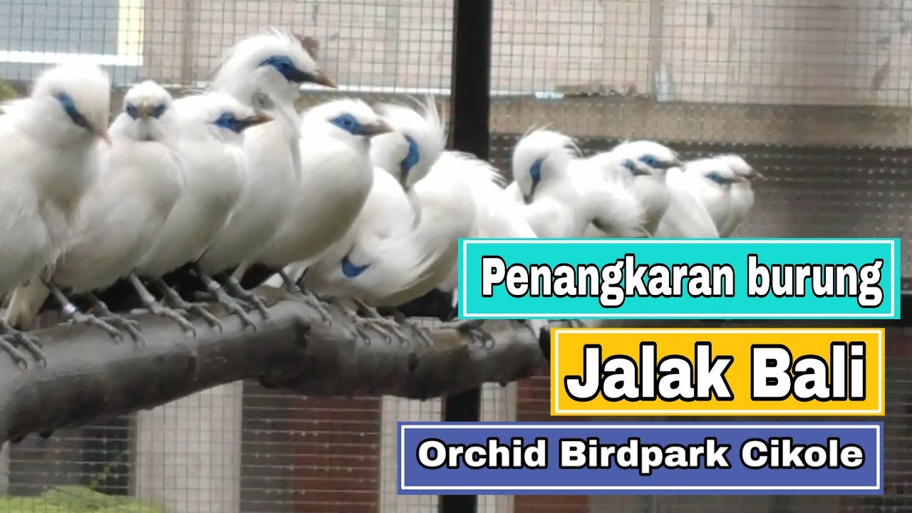 Penangkaran Burung Jalak Bali | Grafika Birdpark | Terminal Wisata