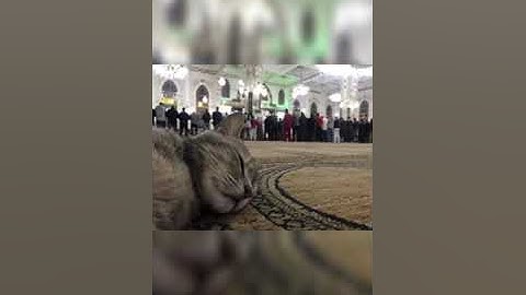 ما تيسر من سورتي الروم والدخان | القارئ صلاح المصلي salah musally