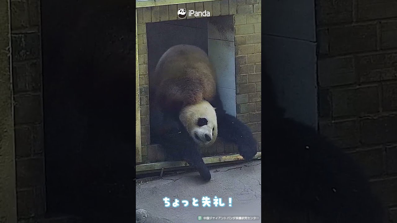 どかないなら、またぎます。入口が完全にパンダ渋滞 | iPanda パンダ