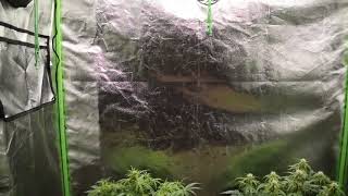 db003 VIVIDGRO GrowMax 240w 4k led super soil ppp autoflower grow update #6
