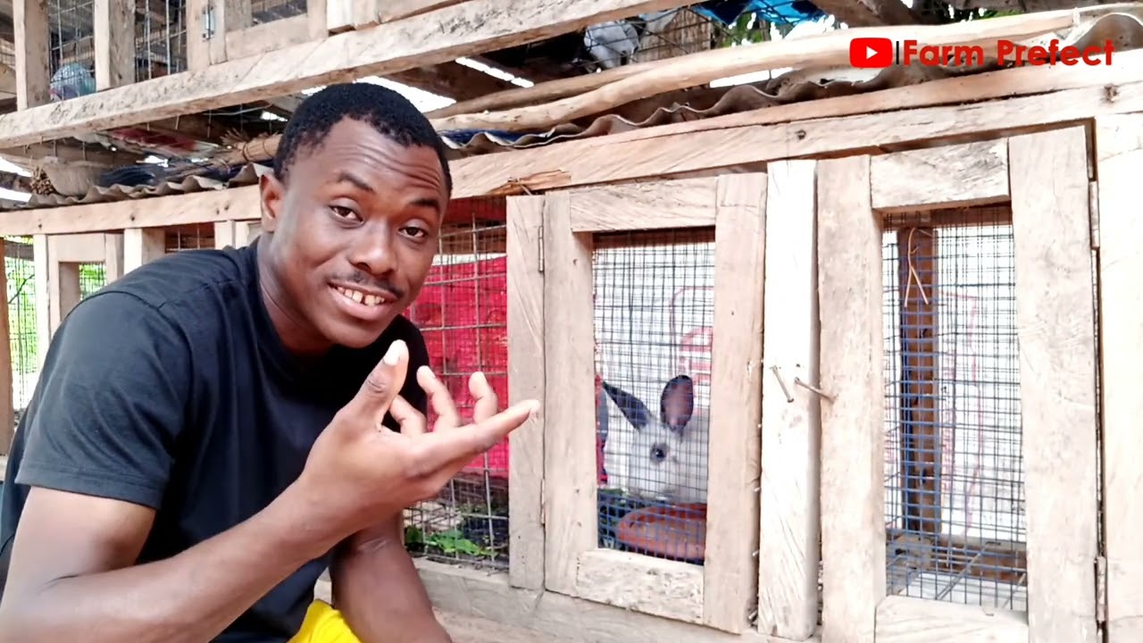 Health Benefits of Dandelion to Rabbits