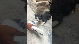 ये क्या हो गया 🐈😱🕊️#youtubeshorts #pets #animal #pigeon #bird #shorts #short #kabootar #cat #cats