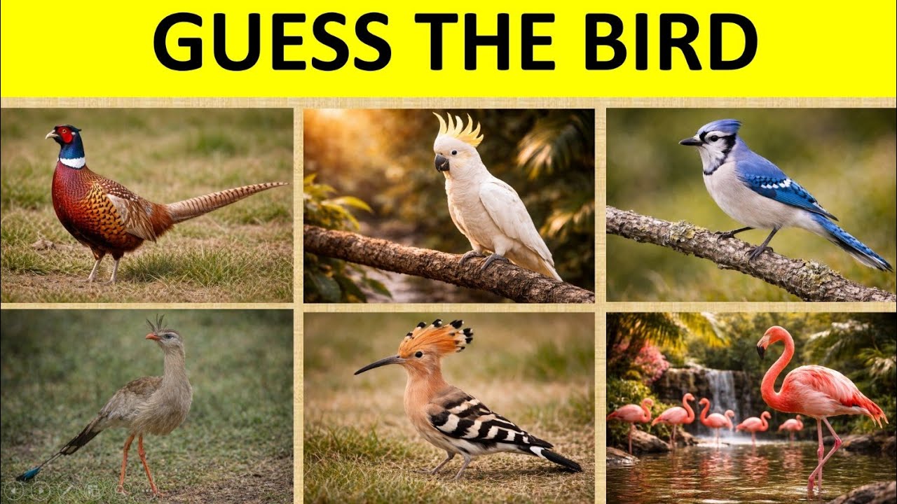 Guess the Bird in 5 Seconds! 🐤 | Bird Quiz Challenge
