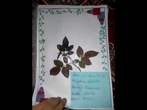 How To Make Herbarium File How To Make Herbarium File
