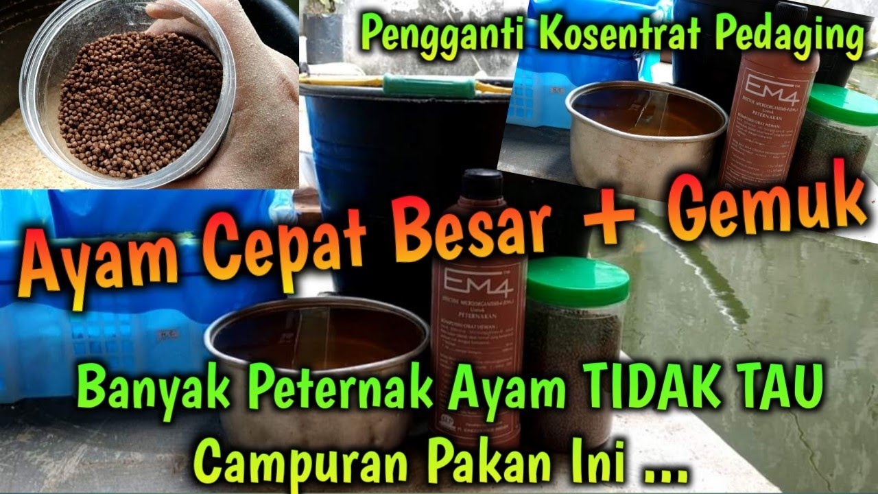 Banyak Peternak Ayam TIDAK TAU Campuran PAKAN INI || Pengganti Kosentrat || Ayam CEPAT BESAR + GEMUK