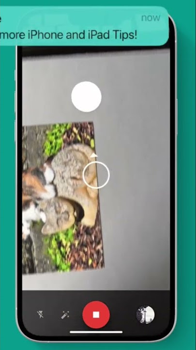 🎞️ Scan in Old Photos with your iPhone  |  #SHORTS