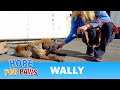 Wally's rescue - The owner told us: “I don’t want that OLD DOG anyway".