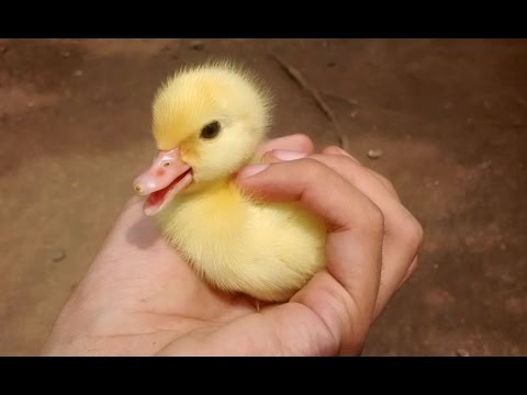 cute-duckling---a-funny-duck-videos-compilation-||-new-hd