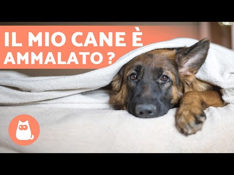 Video: 6 segni Il tuo cane vive segretamente con dolore
