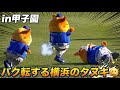 【ベイファンに煽られバク転を促される横浜のタヌキのスターマンが可愛いすぎる笑】阪神対横浜