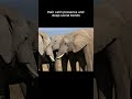 Emotional elephants #familyfriendly #wildlife #nature #emotional